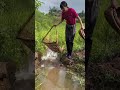 Girl Catches Huge Fish After Floodwater Enters Her Field! 😱🐟
