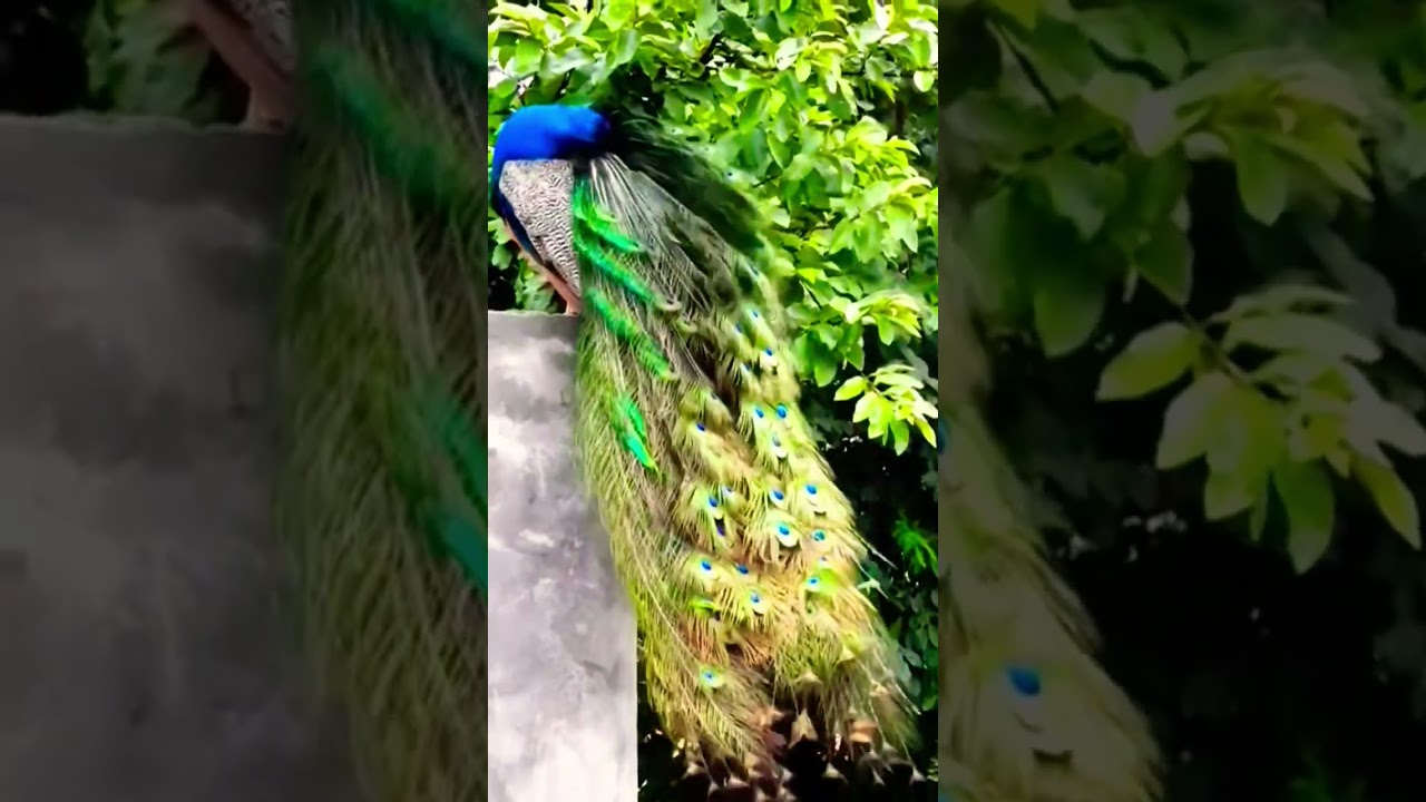 Beautiful peacock 🦚 adjusting | showing | displaying its feathers #shortvideo #trending #morkivideo