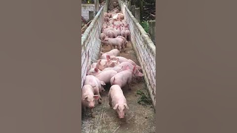 1000 Heo ăn chuối gia lai sang chuồng mới