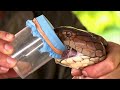 10 Most VENOMOUS Snakes In The World Today!