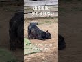 【考えさせられる】これを見てもまだ犬を捨てますか？#出産#保護犬#フレンチブルドッグ