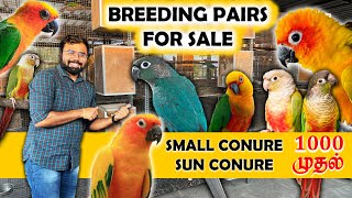 ரூ1000 முதல் Small Conure | Sun Conure Birds | Breeding Pairs for Sale | Coimbatore Birds Farm