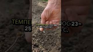 Баклажан. Как садить. Методы. Условия. Правила.