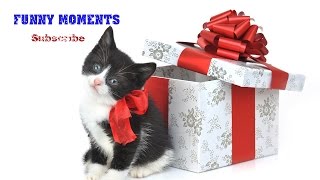 Getting a Kitten for Christmas Compilation 2014-2015 [HD] by Funny Moments 33,457 views 9 years ago 2 minutes, 50 seconds