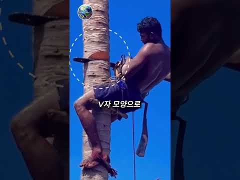나무가 원하는 방향으로만 쓰러지는 이유, 벌목의 숨은 기술 thumbnail