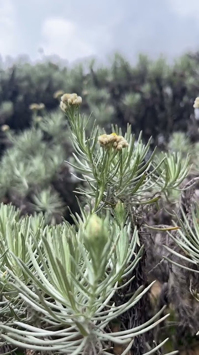 bunga Edelweis yang mempesona #edelweis #shortvideo #nature #asmr