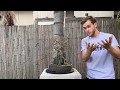 Chinese Elm Bonsai (Root Over Rock) - The Bonsai Supply