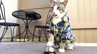 This Cat Rings A Bell