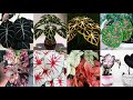 Varieties of Caladiums | Gabi-gabi Plant