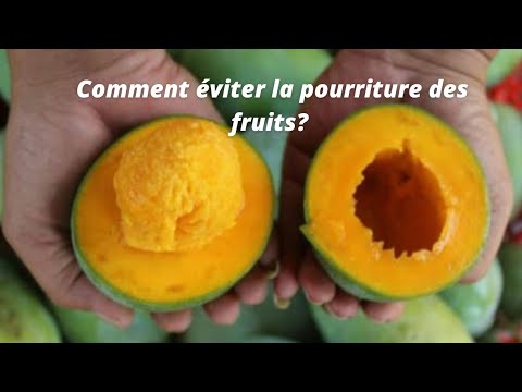 Vidéo: Pourriture Des Fruits Des Cultures De Pépins