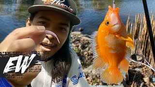 Fishing for tilapia using micro soft plastic lures | Y4E39 screenshot 4