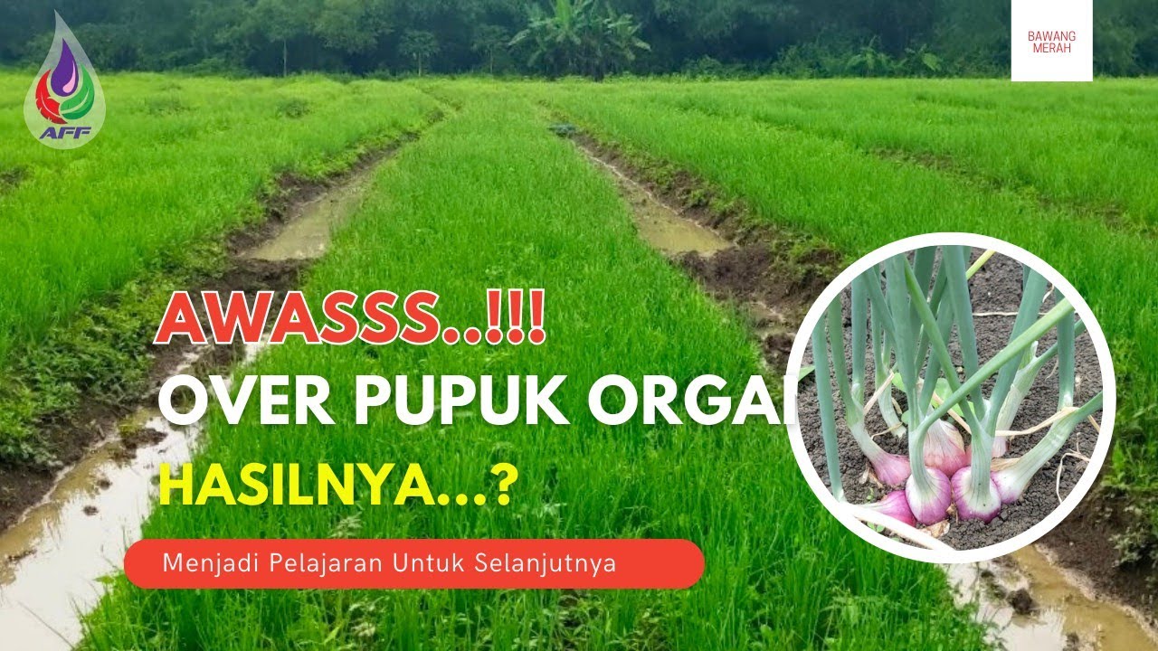 Tips Olah Lahan Maksimal❗34 HST #016  #BawangMerah