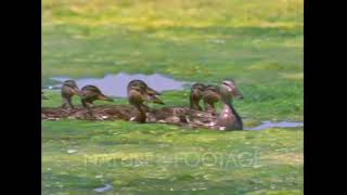 Baby Einstein Stock Footage - Ducks Swimming In Marsh