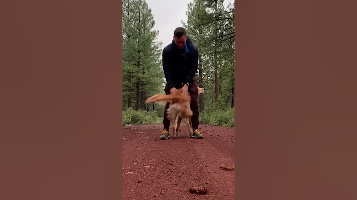 The Nala Stomp #dog #goldenretriever