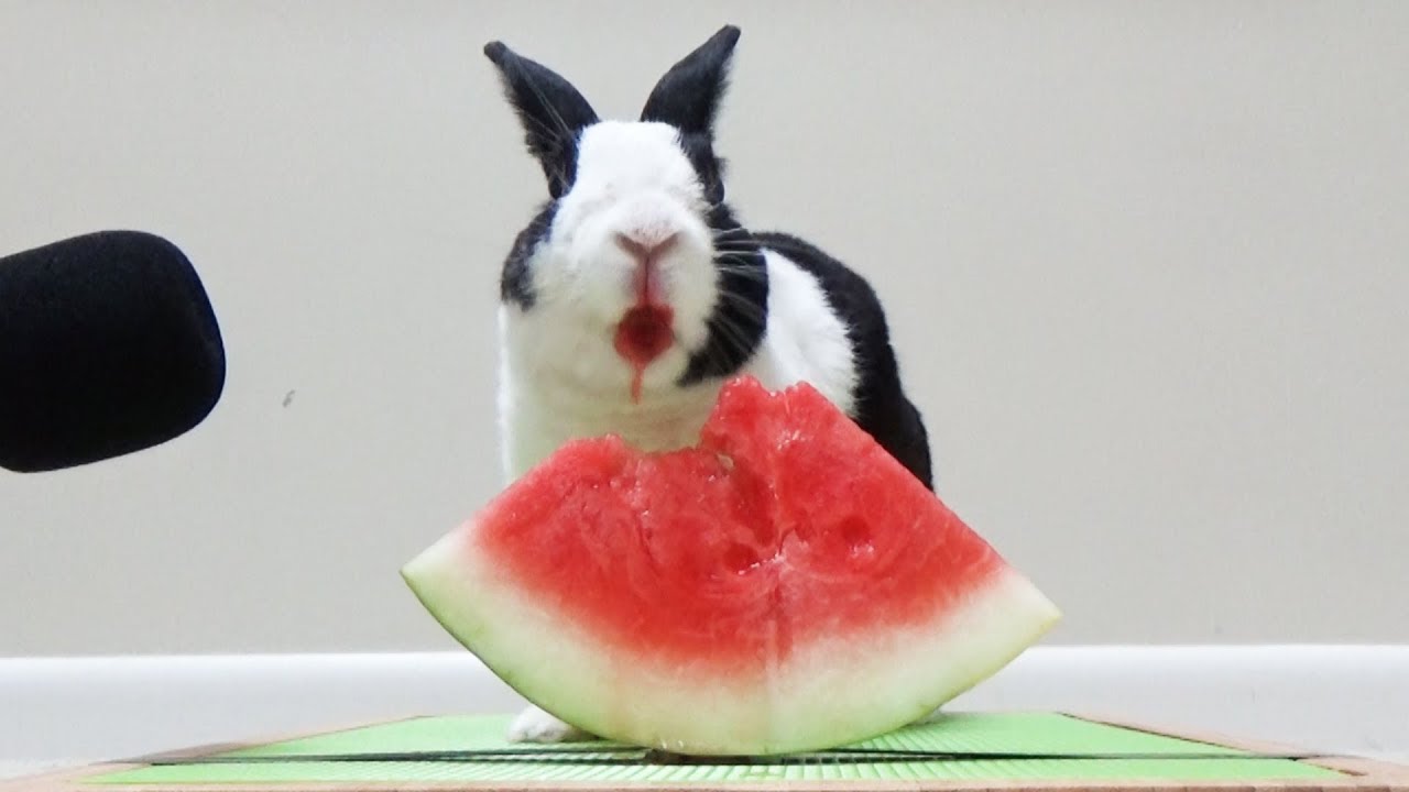 watermelon-for-bunny