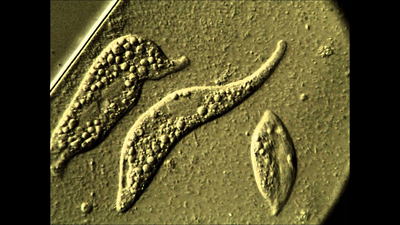 bacillus baktériumok)
