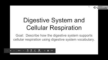 Digestive System and Cellular Respiration - Google Slides