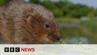 One in six species in the UK at risk of extinction - BBC News