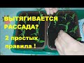 ПОЧЕМУ ВЫТЯГИВАЕТСЯ РАССАДА?