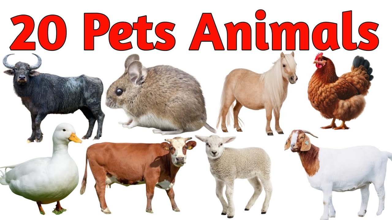 20 पालतू जानवरों के नाम पहचाने || 20 pets animals Name in Hindi and English for kids 