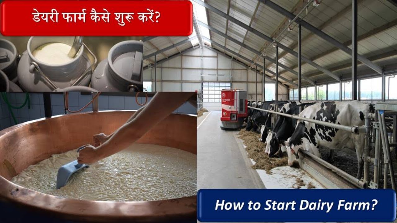 Dairy Farm Kaise Shuru Karen? How to Start a Dairy Farm? YouTube