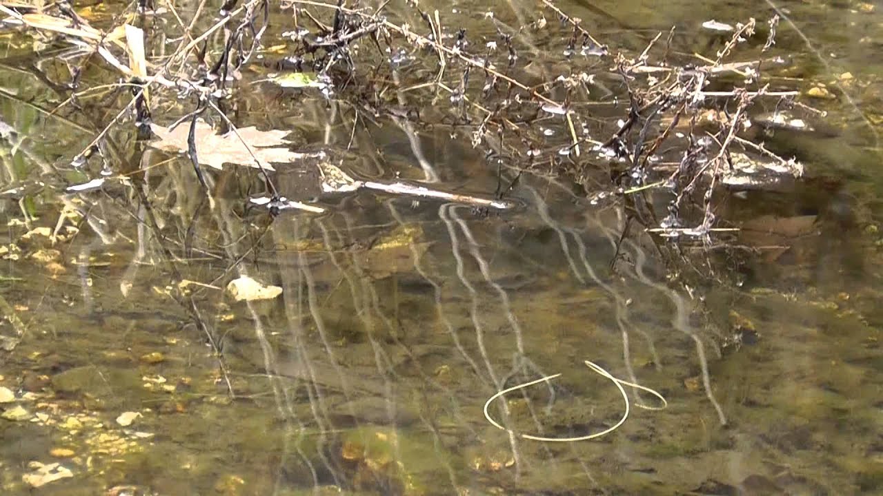 Horsehair Worm YouTube