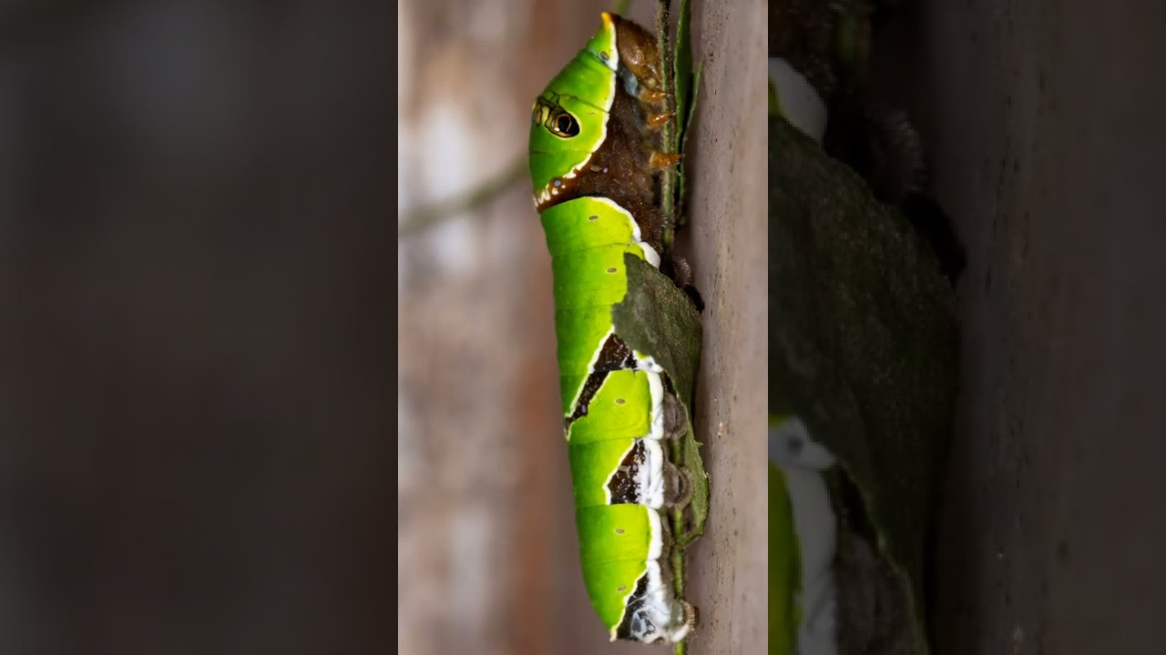 life cycle of common Mormon butterfly