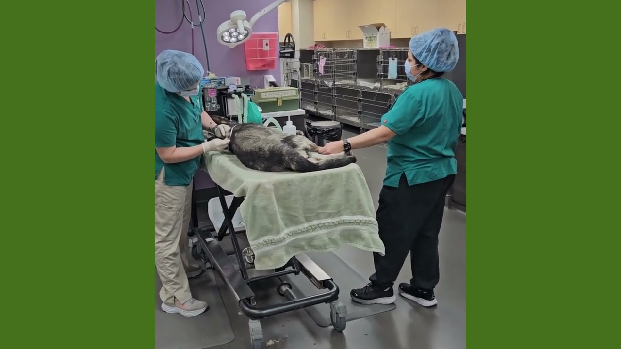 A Day in the Life of a Veterinary Assistant at PHS/SPCA