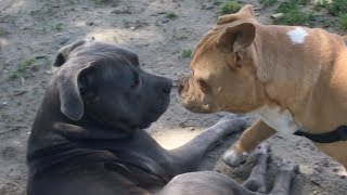 Bully Gets Taught a Lesson in Manners Bully Gets Taught a Lesson in Manners