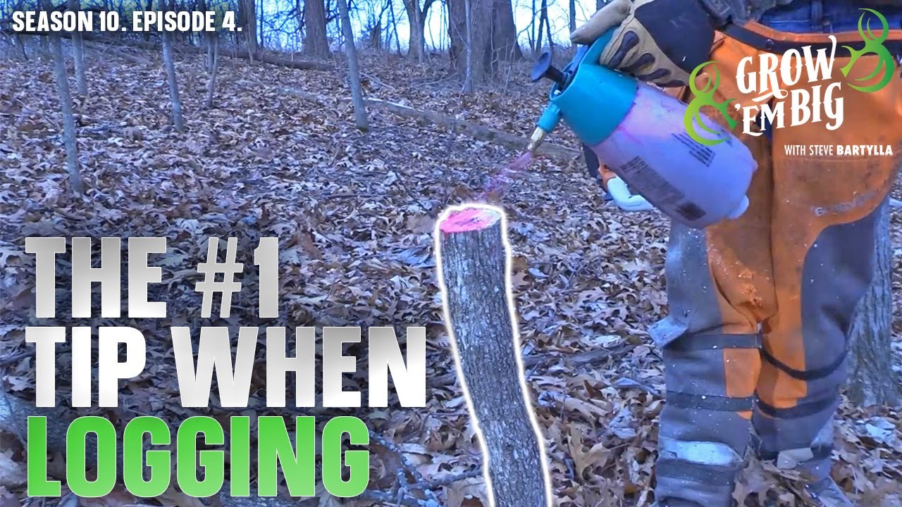 #1 Thing to Do When Logging for Better Whitetail Habitat