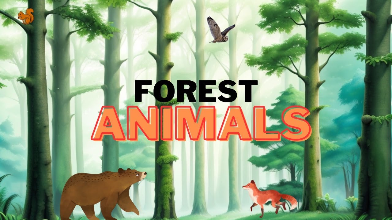 Story: Forest animals - História: Animais da floresta