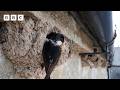 🔴 LIVE wildlife cameras 🌿 27 May 🐦 BBC Springwatch 2026