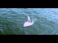 Bryde's whale Dronesvirtual