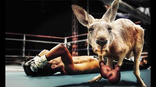 Kangaroo Boxing Moves