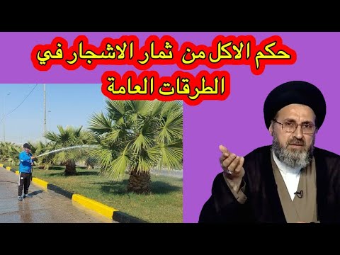 متصل هل يجوز الاكل من ثمار الشجر الموجود في الجزرات الوسطية السيد رشيد الحسيني قناة الفقه والمسائل متصل هل يجوز الاكل من ثمار الشجر الموجود في الجزرات الوسطية السيد رشيد الحسيني قناة الفقه والمسائل