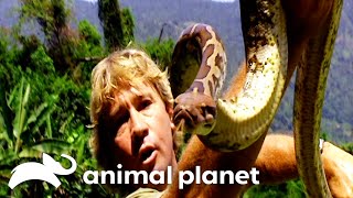 Steve Rehabilitates a Snakes | The Crocodile Hunter | Animal Planet