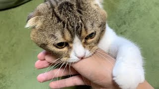 【猫】ソフトタッチで誘惑してから噛む！華麗な戦術を披露するぽこ太郎【スコティッシュフォールド】