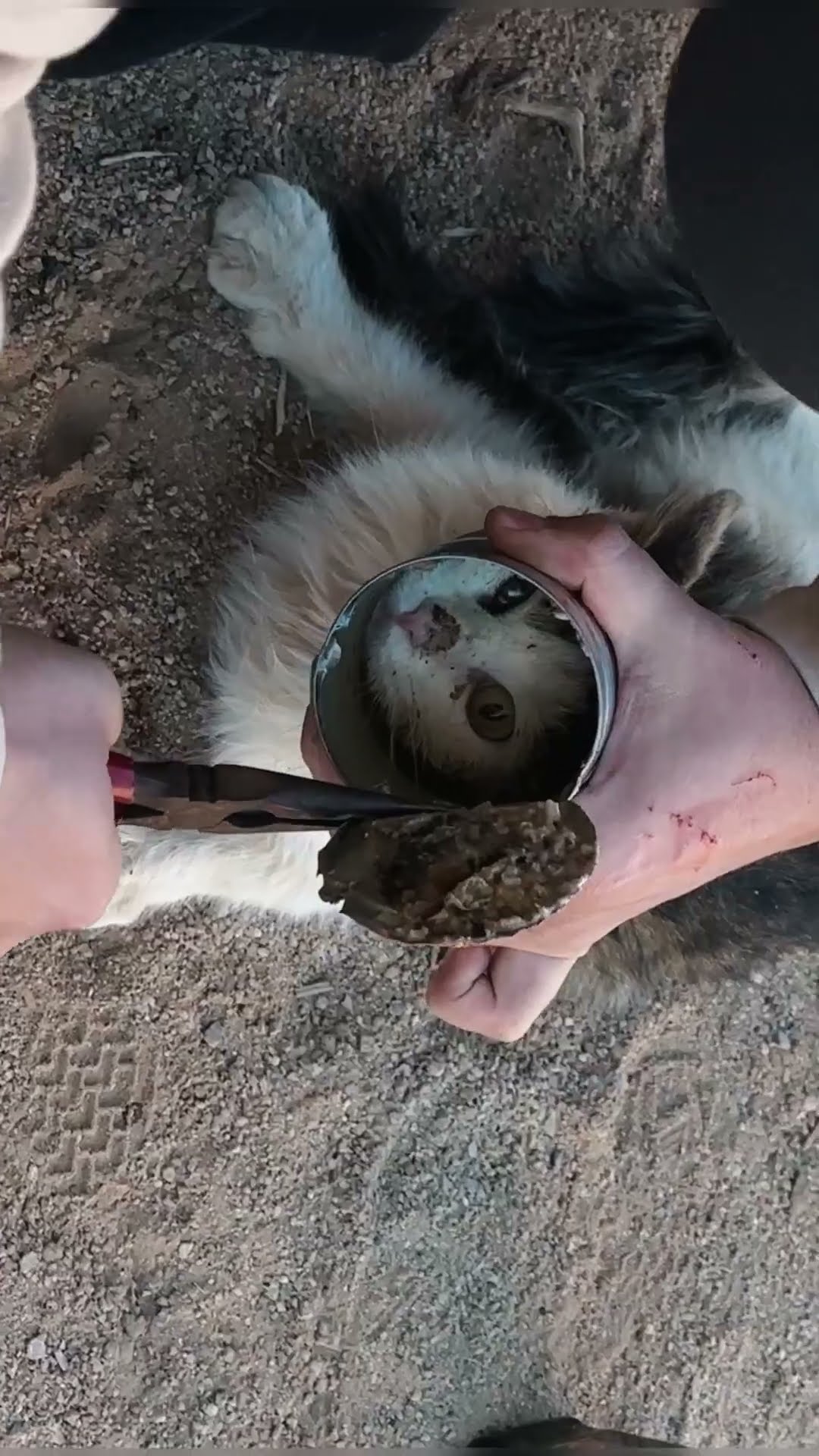Cat's Head Removed From Tin Can || ViralHog