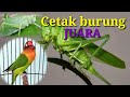 Masteran Walang Kecek Cetak Burung Juara Mp3 - Mp4 Download