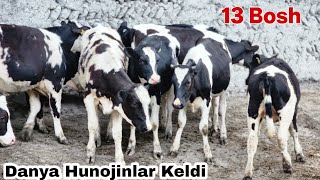 Danya Hunojinlar KELDI Zorlari 13 Head