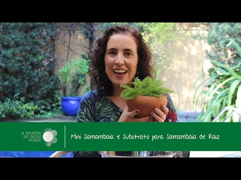 Vídeo: Qual é a menor samambaia?