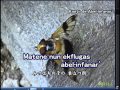 みつばちの子の巣立つ朝