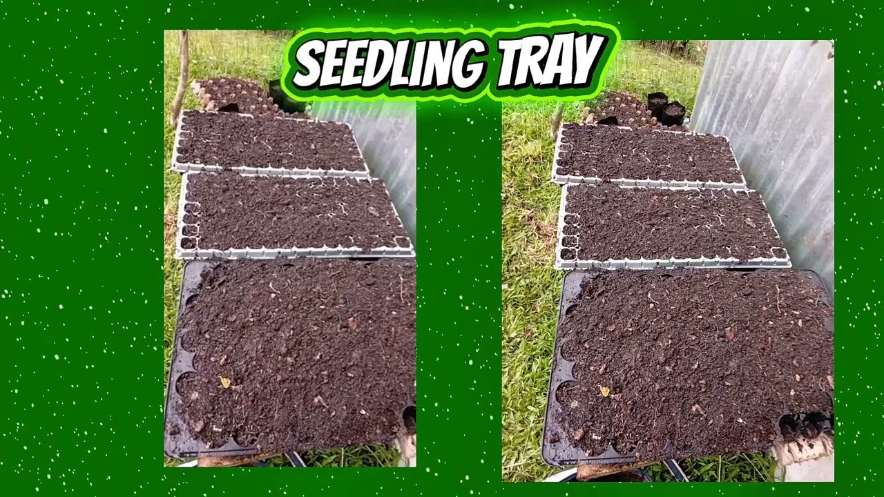 Cañares ES Gulayan sa Paaralan/Urban catigory 