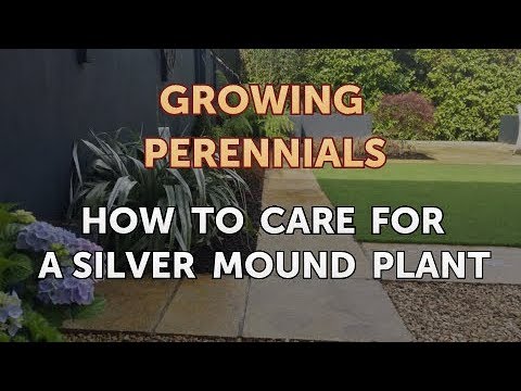 וִידֵאוֹ: Silver Mound Plant - Caring For Mound