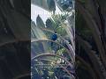 Tui bird singing , tui bird song- is a native songbird of New Zealand