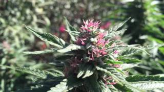 Outdoor medical grow: 2016 super lemon haze garden