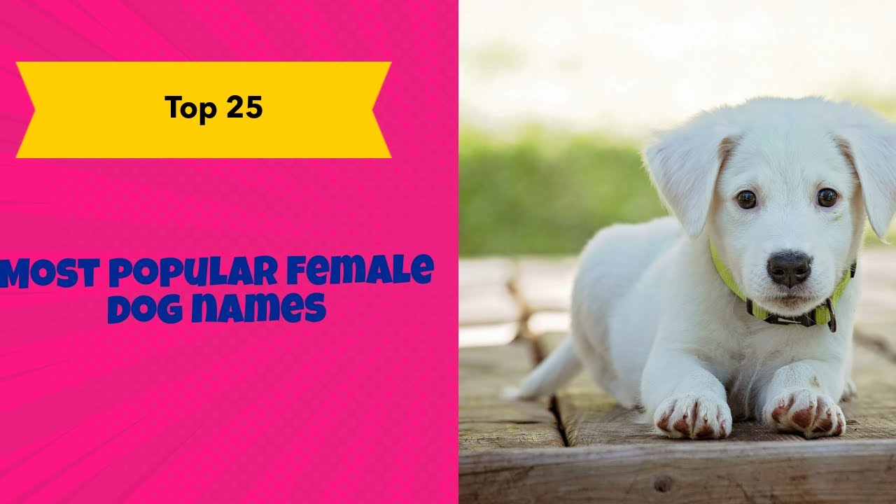 Top 25 most popular dog names Female2020 YouTube
