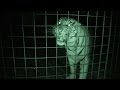 What BIG Cats Do At Night - Big Cat Rescue