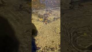 Wild trout goes for egg fly pattern. #troutfishing #flyfishing #colorado
