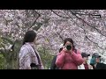 Spring blooms in Toronto as cherry blossoms draw visitors